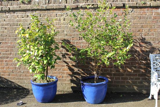 2 potted plants